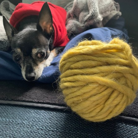 Jellybean and a ball of yarn