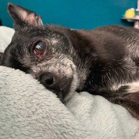 Cher, the best dog ever