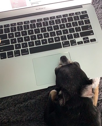 Jellybean the dog hard at work on the computer
