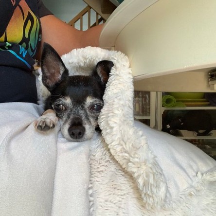 Jellybean the dog sitting on DWJ's lap