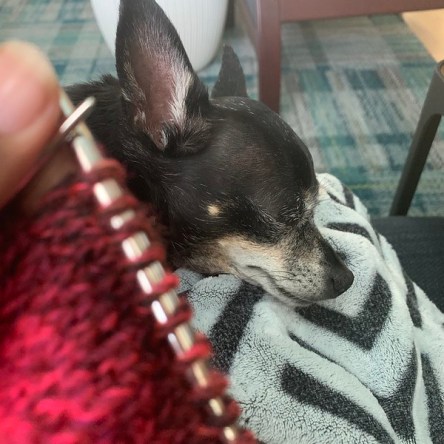Jellybean sleeping while I knit