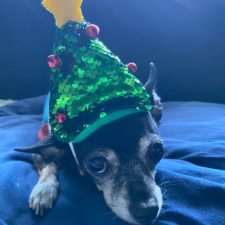 Jellybean wearing a Christmas tree hat