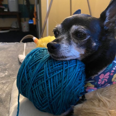 Jellybean enjoying a ball of organic merino