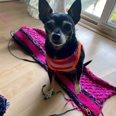 Jellybean sitting on my Homecoming Cardi