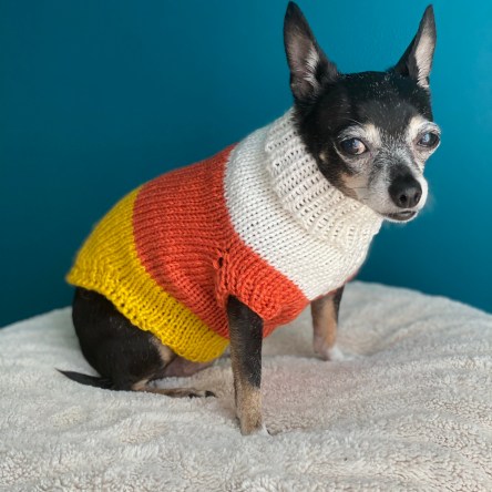 Jellybean in a candy corn dog sweater