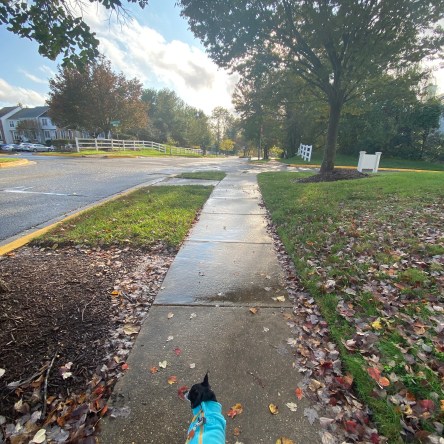 Taking Jellybean for a walk