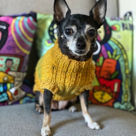 Jellybean in a yellow lucky dog sweater