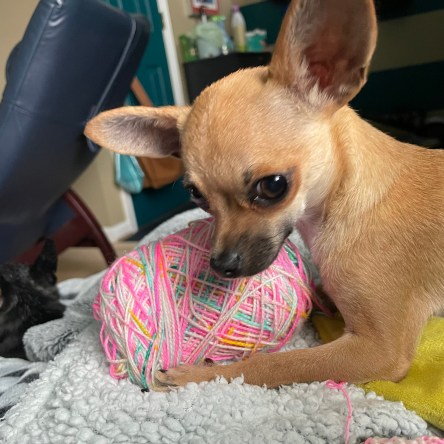 Kiwi and a ball of Pineapple Yarn