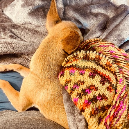 Kiwi wrapped up in a sweater WIP